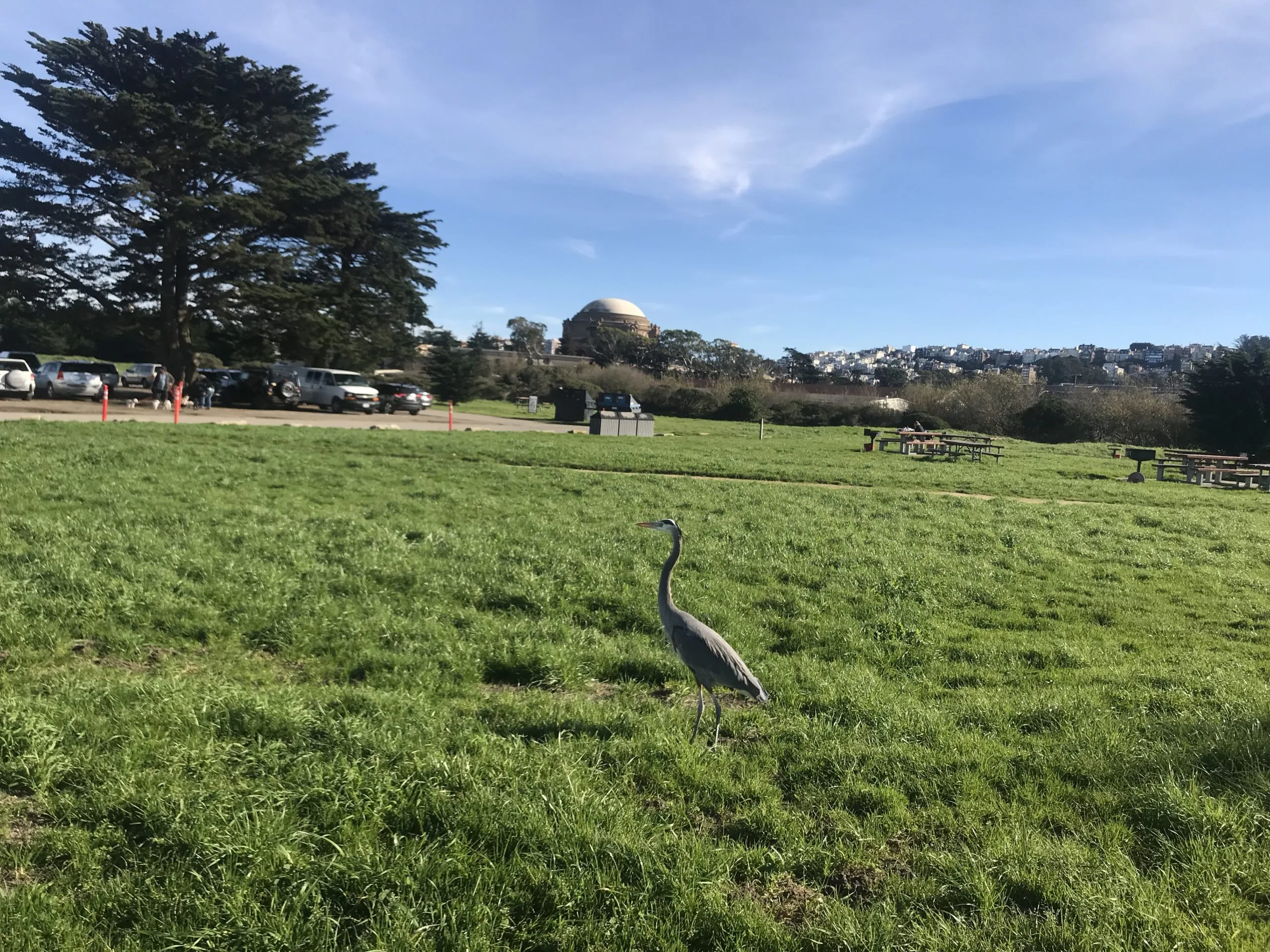 Herons